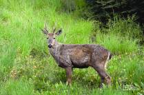 Na Carretera Austral, a caminho de Coyhaique, encontrando um solitário, tímido e arisco Huemul, no sul do Chile